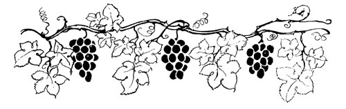 A pen-drawn headpiece of a grape vine trailing across the page, heavy with three dark bunches of grapes among its leaves.