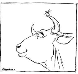 The Gnat and the Bull — A pen drawing of the Bull's great head in profile, rolling his eye upward at the tiny Gnat perched on the tip of one horn.