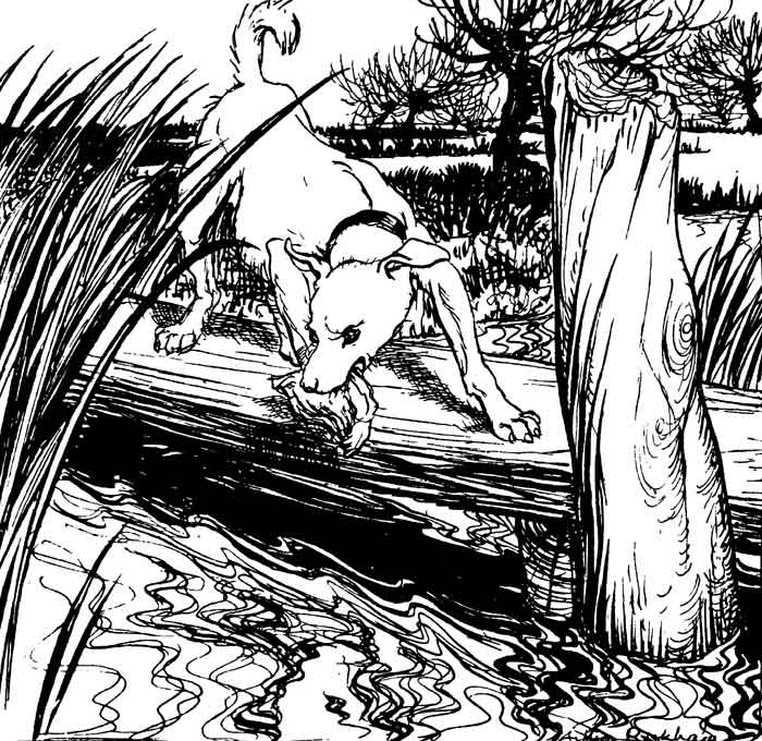 The Dog and the Shadow — The Dog, crossing a plank bridge among the reeds, looks down with the meat in his mouth at his own reflection in the rippling water.