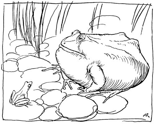 The Ox and the Frog — A pen drawing of the old Frog, puffed out enormously on the stones at the edge of the pool, while the little Frog sits watching her swell.