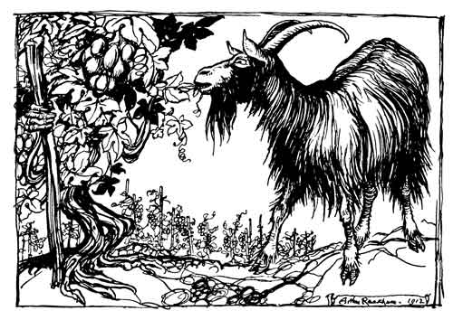 The Goat and the Vine — A pen drawing of the shaggy, long-horned Goat browsing on the tender shoots of the Vine, which hangs heavy with grapes, with rows of staked vines behind.