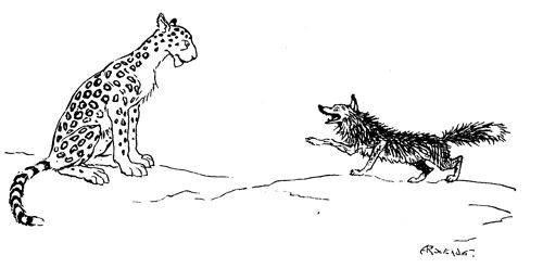 The Fox and the Leopard — Pen drawing of the Leopard sitting upright with his spotted coat on show, while the Fox bounds towards him, answering back.