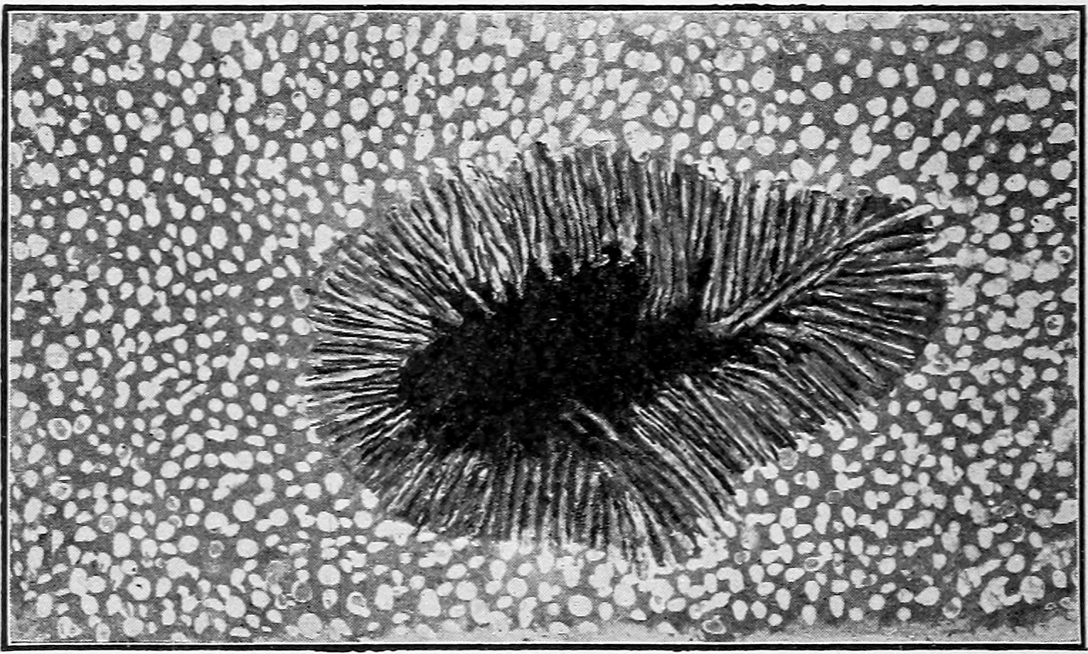 Fig. 17.—Appearance of a Sun-spot with High Magnifying Power, showing also the Mottling of the Photosphere. — A dark, ragged central nucleus surrounded by a shaded border of long fibres radiating outward like the edge of a thatched roof, set in the mottled grains of the photosphere.
