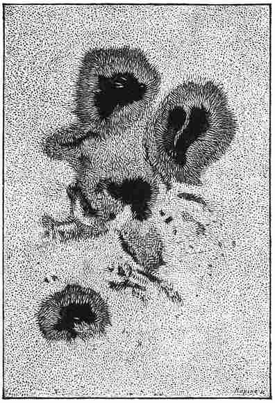 Nasmyth’s Drawing of the Willow-leaved Structure of the Sun
