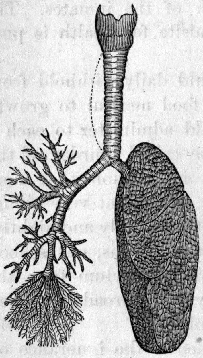 Fig. 22. — The windpipe divides into two tubes. On the right the outside of a lung lobe is shown, with its marked divisions; on the left the tubes branch again and again into fine twigs.