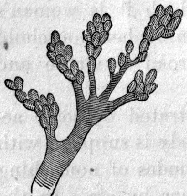 Fig. 23. — The outside of a cluster of air-cells: a small branching tube whose ends bear bunches of rounded, oval cells, like berries on a twig.