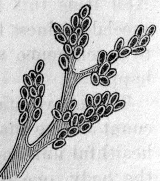 Fig. 24. — The inside view of the same cluster of air-cells: a branching tube with oval cells along its sides, each drawn as an open ring around a dark hollow.