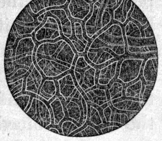 Fig. 25. — The capillaries as seen through a microscope: a round field in which a dense network of fine pale vessels winds and joins across a dark background.