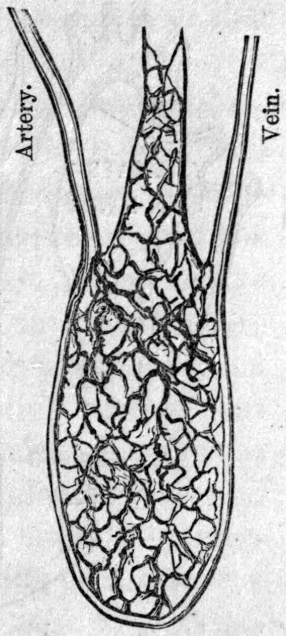 Fig. 26. — One air-cell with its blood-vessels: an artery on the left brings blood in, a mesh of capillaries winds over the cell wall, and a vein on the right carries it away.