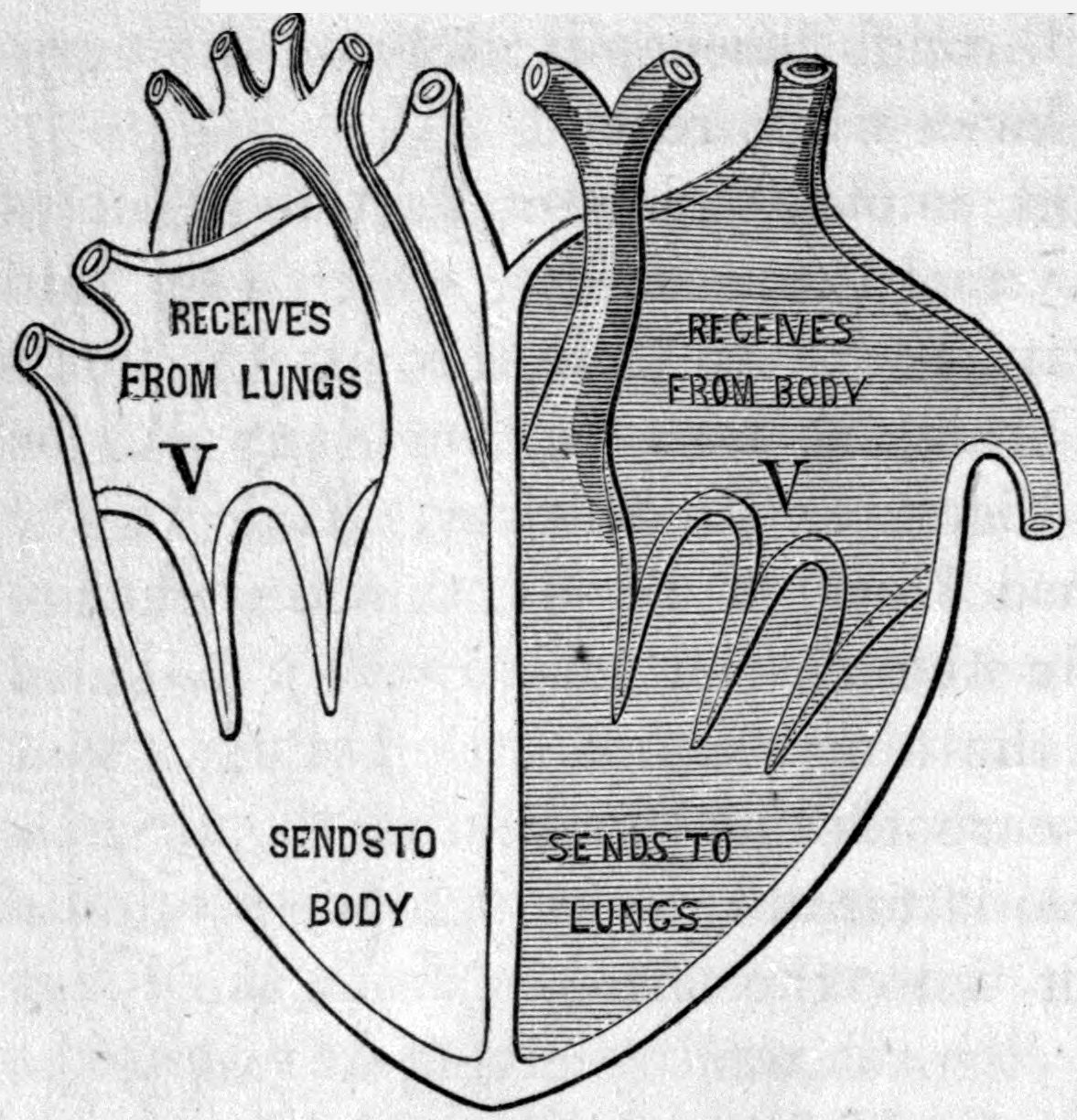 Fig. 27. — The heart cut open and divided down the middle. The shaded impure-blood side receives from the body and sends to the lungs; the pale side receives from the lungs and sends to the body. Valves V, V mark each upper and lower chamber.