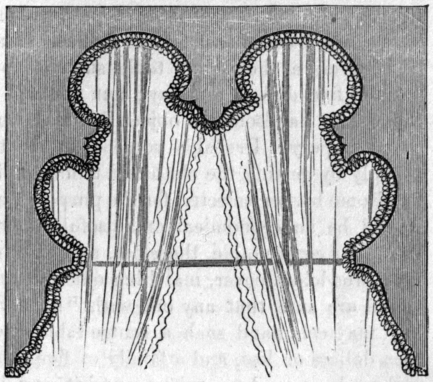 Fig. 39. — Another window with white muslin curtains tied back at the middle, framed by a lambrequin cut in rounded lobes and edged with a looped cord trim down both sides.