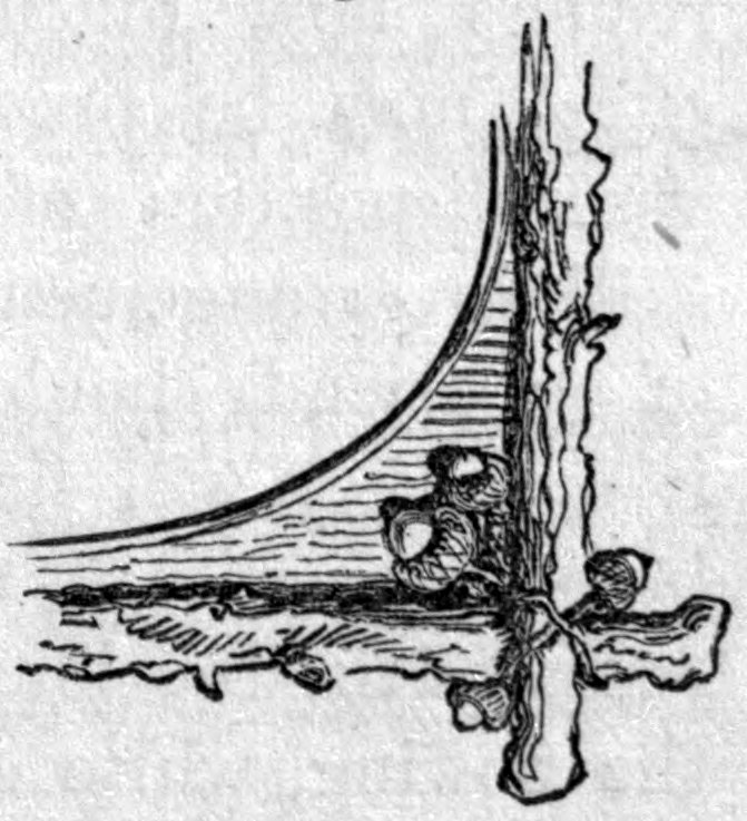 Fig. 41. — Corner of a rustic frame of rough branches, with a curved bracket filling the angle and a cluster of acorns and cups tied in where the two limbs cross.