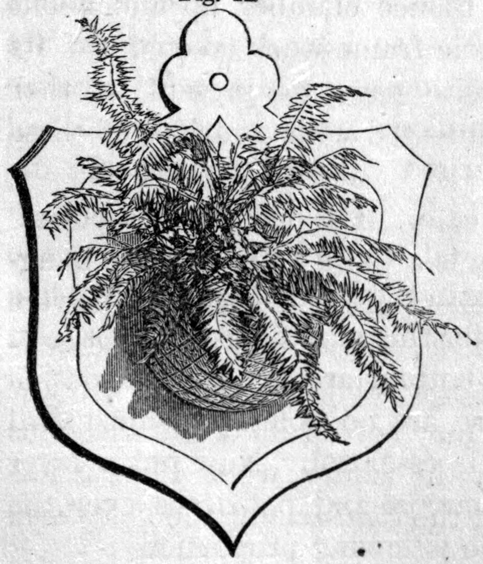 Fig. 44. — A shield-shaped board with a hanging hole at the top, holding a wire pocket of woven wire from which a full fern spreads its fronds outward and downward.