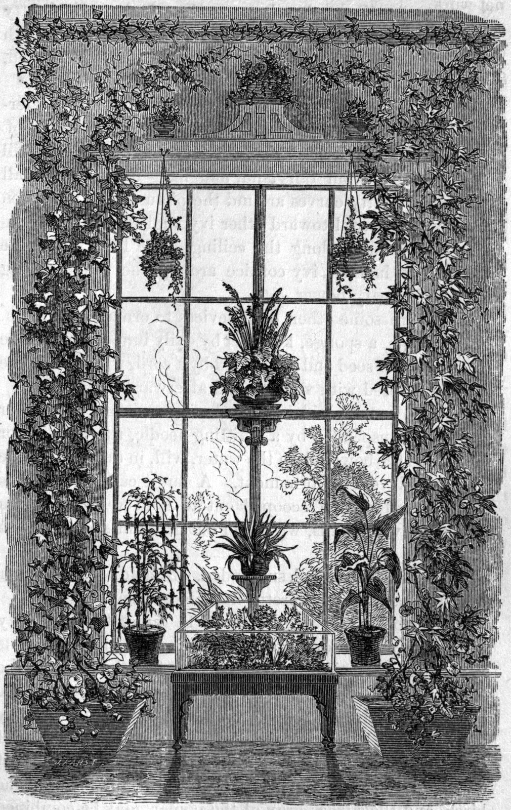 Fig. 45. — A large window trimmed with ivy running up from two boxes and across the top, with a Ward case on a table in the centre, a fuchsia and a calla lily at the sides, and hanging-baskets.