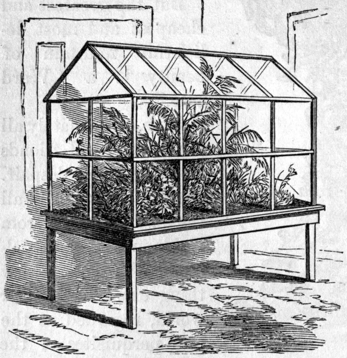 Fig. 47. — A home-made Ward case: a long box on legs topped by a glass case with a ridge-pole and slanting glass roof, filled with ferns and other plants.