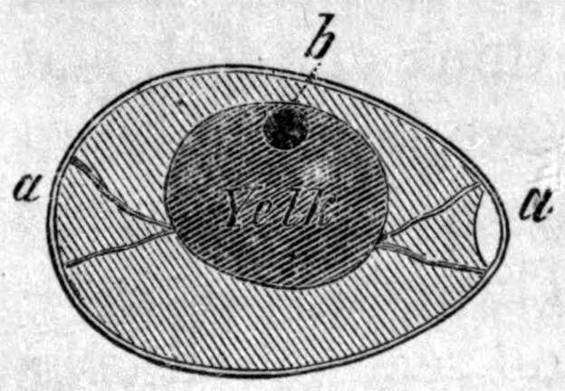 Fig. 48. — Cross-section of a bird's egg: the yelk sits in the middle of the white, held by two fibrous strings marked a, a, with a small dark spot marked b near its upper edge.
