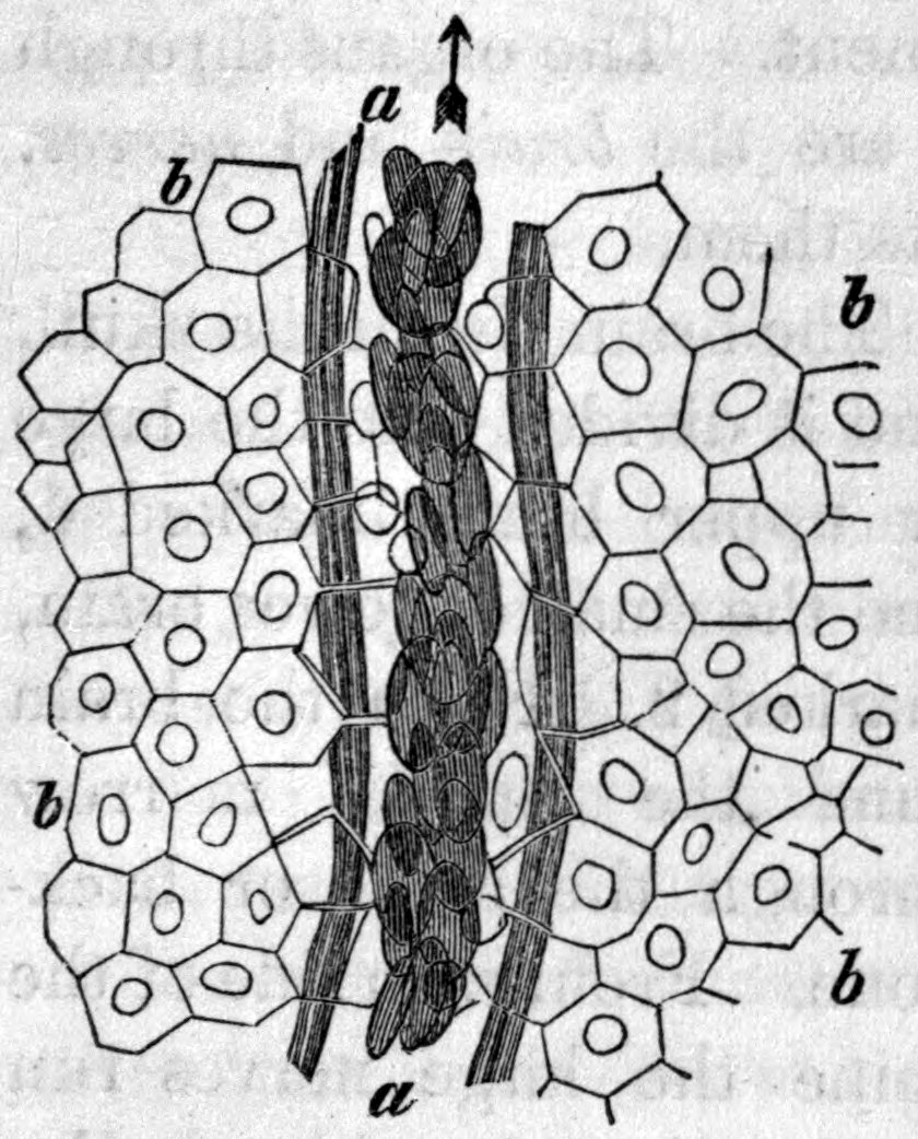 Fig. 49. — Magnified blood vessel, marked a, a, running down the picture with a stream of crowded blood cells flowing along it in the direction of an arrow, among the larger cells of the surrounding flesh, marked b.