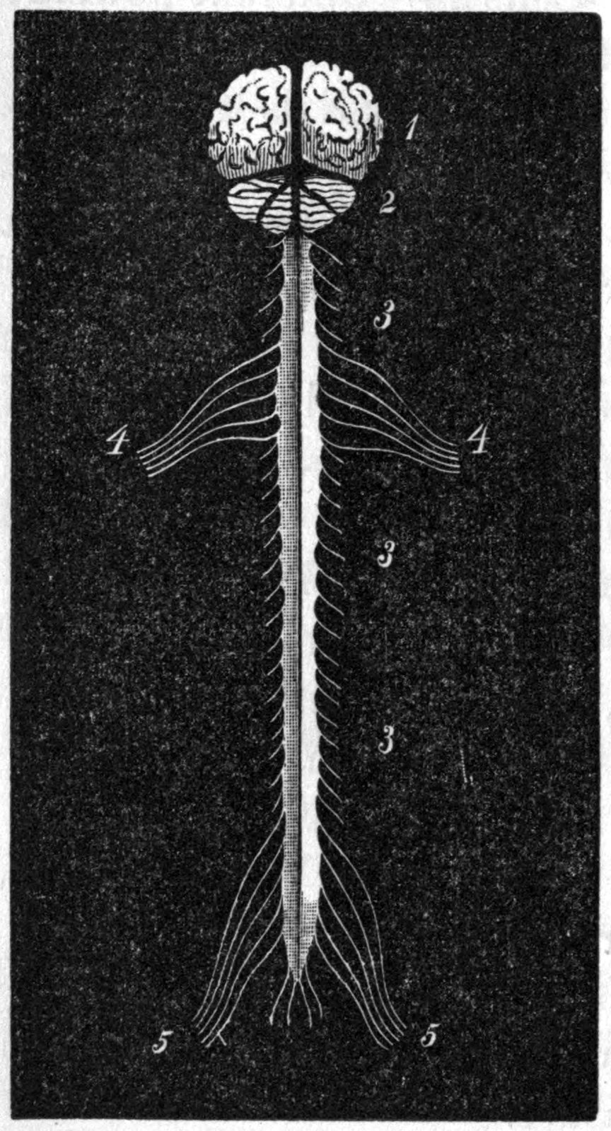 Fig. 50. — The brain and nerves in white on black: the large upper brain, marked 1, the small lower brain, marked 2, and the spinal marrow with nerves branching off each side, marked 3, 4 and 5.