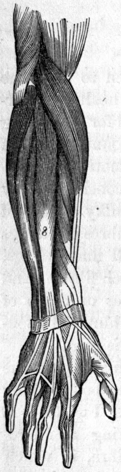 Fig. 53. — The muscles of the arm with skin and flesh removed: long, overlapping bundles run from the elbow down the forearm, ending in tendons that cross a band at the wrist and spread into the fingers.