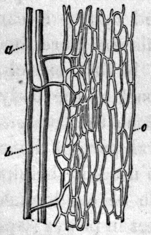 Fig. 54. — An artery, marked a, and a vein, marked b, run side by side down the left, joined by small branches to a network of fine capillaries, marked c, spread through the muscle on the right.