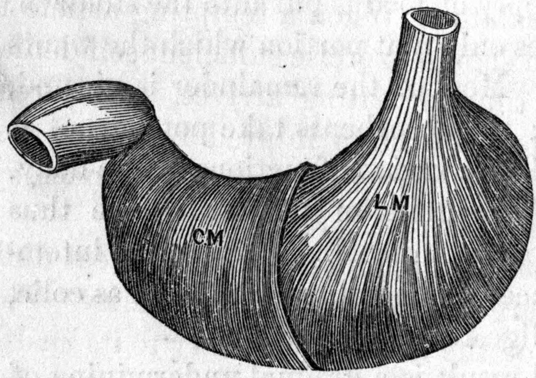 Fig. 56. — The stomach with its coats partly peeled back: the muscles of the inner coat, marked LM, run lengthwise, while those of the outer coat, marked CM, run in a different direction around it.