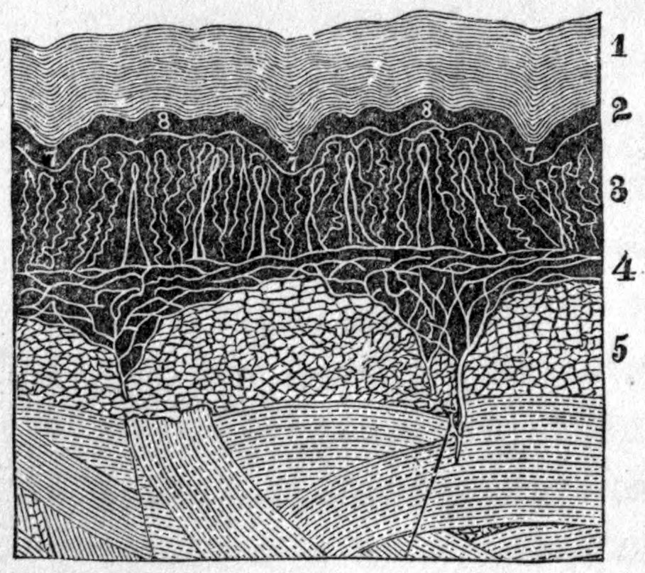 Fig. 57. — Highly magnified section of the skin in numbered layers, from the thin outer cuticle, marked 1, down through a dark layer threaded with fine vessels to a deeper layer of fat cells, marked 5.