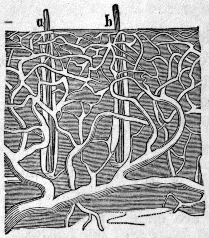 Fig. 58. — Magnified skin showing a branching web of blood capillaries, with the roots of two hairs, marked a and b, sunk into it and sticking up above the surface.