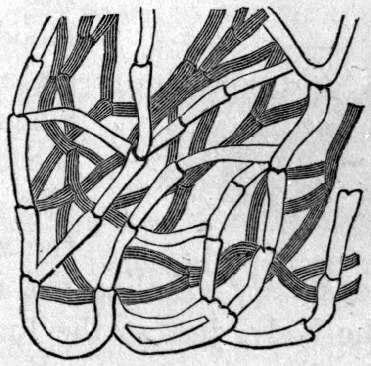 Fig. 59. — Magnified view of the lymphatics or absorbents of the skin: pale, jointed vessels interlace with darker, banded strands that cross over and under them.