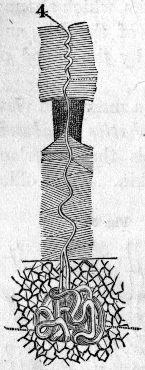Fig. 60. — One greatly magnified perspiration-tube: a thin winding duct passes up through the layers of the skin to an opening at the surface, marked 4, and ends below in a tightly coiled ball.