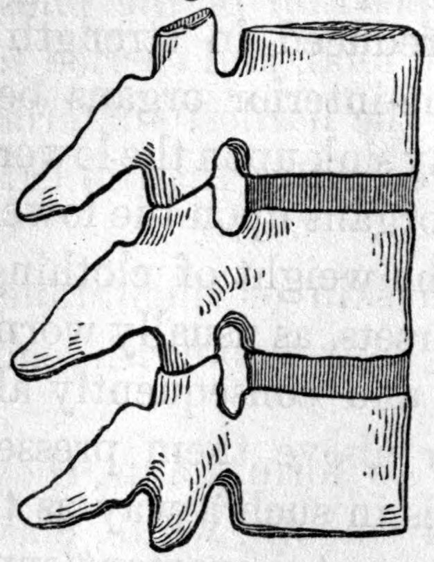 Fig. 61. — Three spinal bones seen from the side, hooked into one another by their projecting points, with a shaded band of elastic cartilage lying between each pair of the thick bodies.