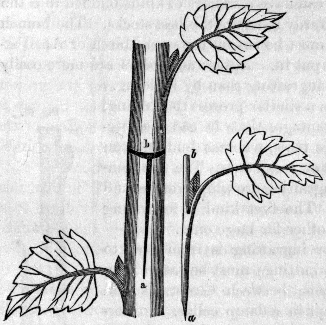Fig. 64. — Budding: a stock with a horizontal cut at b and a downward slit at a through the rind, and beside it a separate leafy bud cut from a shoot, ready to slip under the raised bark.