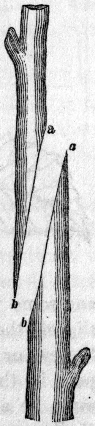 Fig. 65. — Two shoots, each cut across at a long slope, shown one above the other; the matching sloping cuts, with points a and b marked, are ready to be fitted together in whip-grafting.