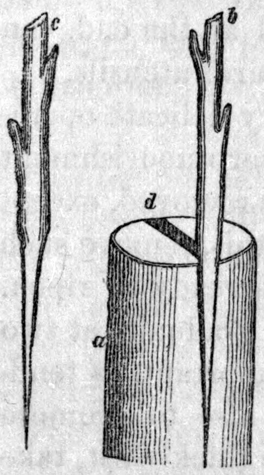 Fig. 66. — Stock-grafting: a sawed-off limb, a, split across its top and held open by a small wedge, d, with a graft, b, set in the split and a second graft, c, waiting beside it.