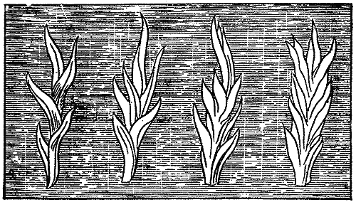 The succession of separate shapes that make up a large flame. They never exist together; the eye sees them following one another so fast that it takes them all in at once.