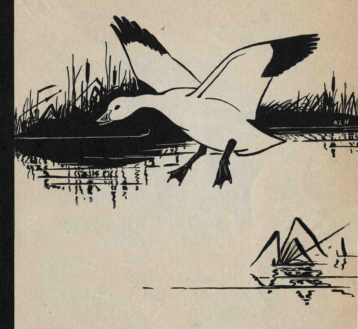 A black-and-white drawing of a white goose with black wingtips and webbed feet lowered, landing on water beside dark cattails and reeds, with the artist initials KLH at the right.