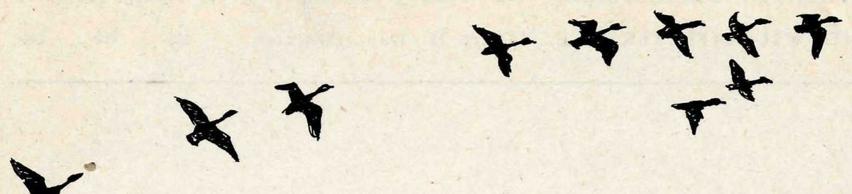 A strip of about a dozen small black silhouettes of geese in flight, strung out in a loose line that rises from lower left to upper right.
