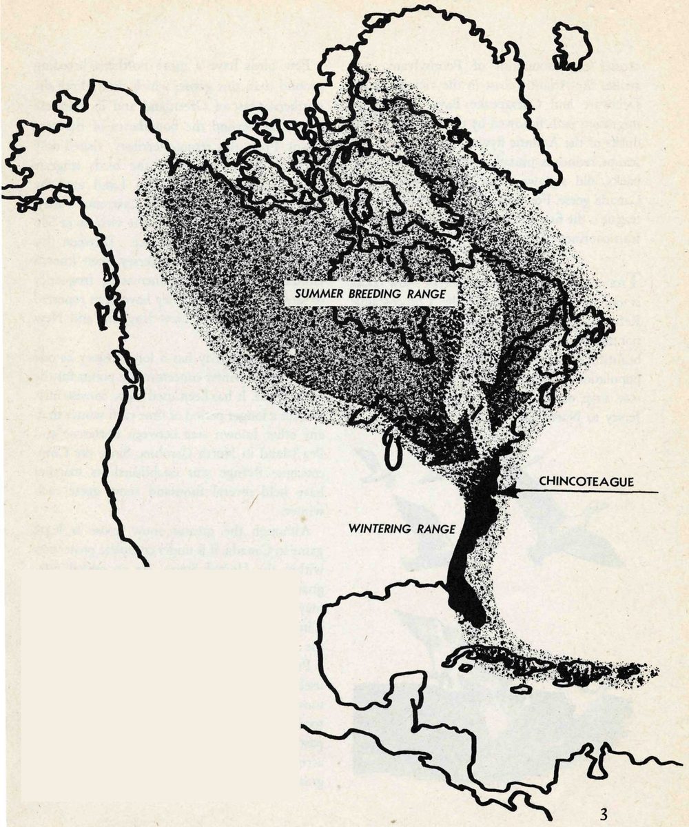 SUMMER BREEDING RANGE; WINTERING RANGE; CHINCOTEAGUE — A map of northern North America, Greenland and the Caribbean. A wide stippled area in the north fans down and narrows to a dark strip along the southeastern coast; an arrow points to Chincoteague on that strip.