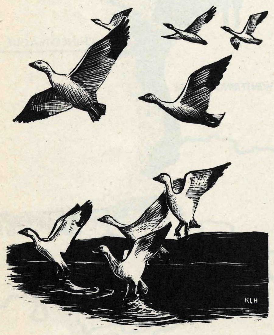 A woodcut-style print of white geese with dark wingtips. Five fly in the upper half, and four more land with wings raised on dark water below. The artist initials KLH are at lower right.