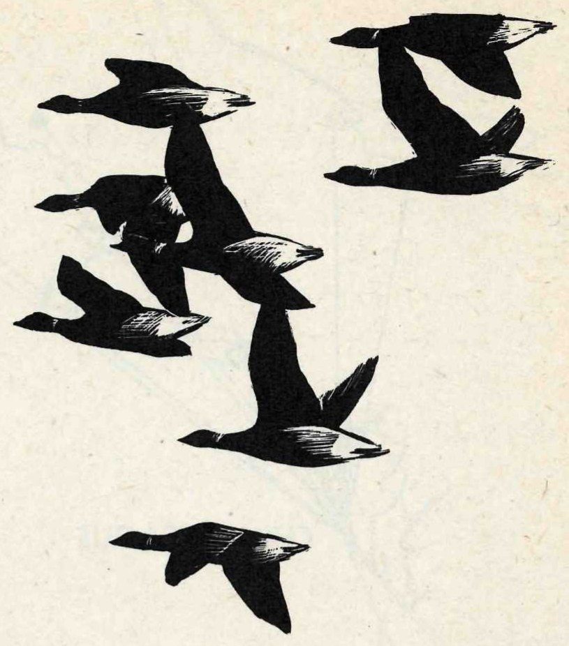A woodcut-style print of eight dark brant in flight, flying left in a loose group, each with a white patch at the tail and wings raised or lowered at different angles.