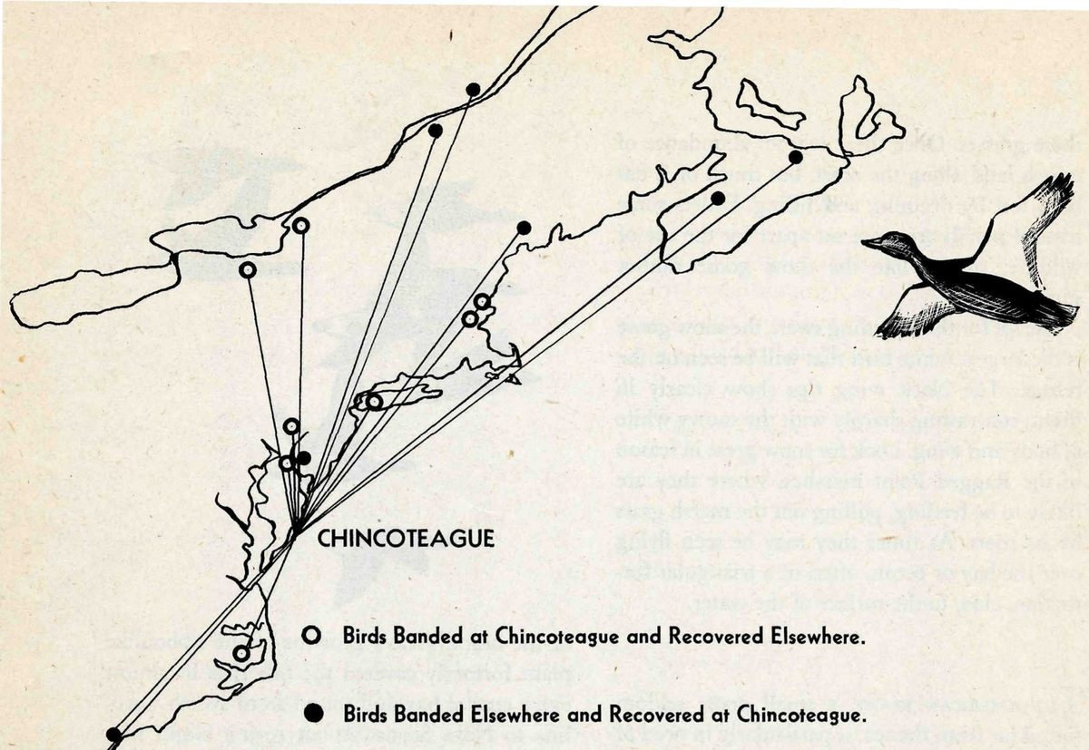 CHINCOTEAGUE; Birds Banded at Chincoteague and Recovered Elsewhere.; Birds Banded Elsewhere and Recovered at Chincoteague. — A map of the northeastern coast and Great Lakes shore. Straight lines fan out from Chincoteague to open and filled dots in the north and south, and a drawing of a duck in flight sits at upper right.