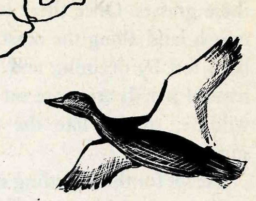 A pen-and-ink drawing of a dark-bodied duck flying to the left, with pale wings spread wide, one raised and one lowered.