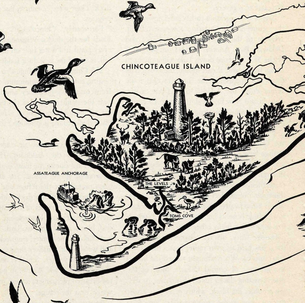 An illustrated map of the refuge. Labels include Chincoteague Bay, Chincoteague Island, Assateague Anchorage, The Levels, Toms Cove and Atlantic Ocean. Drawings show two lighthouses, woods, cattle, deer, workers tending shellfish beds, and ducks and gulls flying.