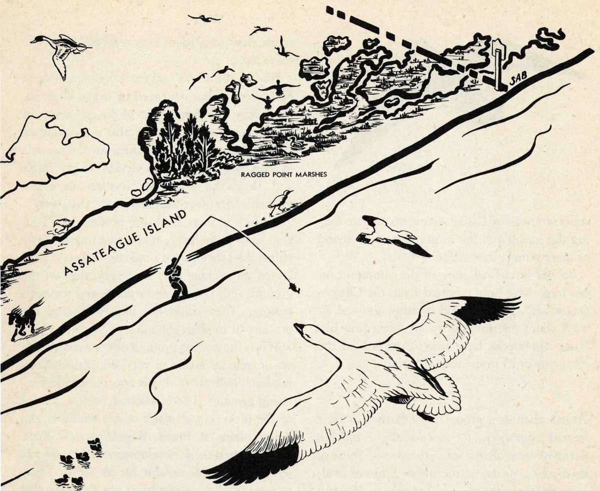 The Chincoteague Wildlife Refuge occupies the lower third of Assateague Island, lying south of the Virginia line except for two small areas in Maryland. Shore birds travel the wide beach and rafts of scoters lie beyond the surf lines in winter. The Ragged Point marshes near the northern end attract many geese and ducks; other marshes south of the lighthouse—known as the Levels—are good waterfowl land also. Sea ducks, like old squaw and goldeneye, the loons, and the cormorants, congregate in Assateague Anchorage and the Inlet. A variety of birds, also deer, foxes, and raccoons find good living conditions in the scattered patches of woodland. Fishermen cultivate their oysters and clams on the leased tide flats of the refuge and in the anchorage. Surf casters enjoy their sport from the seven-mile beach of the refuge. — An illustrated map of the northern part of Assateague Island, labeled Ragged Point Marshes, with a dashed boundary line at upper right. Drawings show marsh, trees, a surf fisherman, a pony, a shore bird, ducklings and a large snow goose in flight.