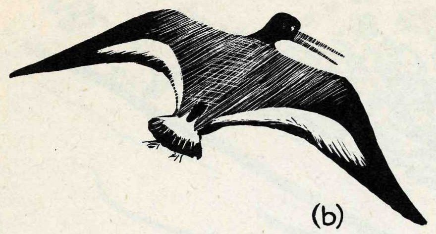 (b) — A woodcut-style print of a shore bird seen from below in flight, with a long straight bill, dark head and back, long pointed wings with white underwing patches, and legs tucked under a white tail.