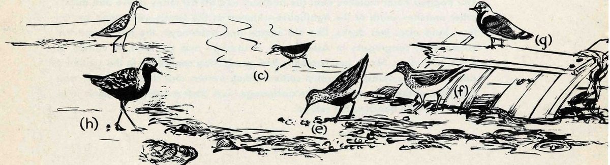 (h) (c) (e) (f) (g) — A pen drawing of six shore birds on a muddy shore with a shell and a piece of weathered wreckage. One bird at the left stands dark and mottled, one probes the mud, one sits on the wood, and the rest walk at the water.