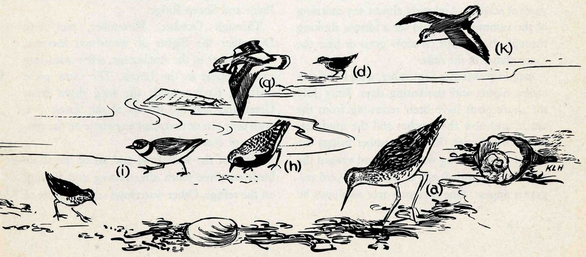 (g) (d) (k) (i) (h) (a) — A pen drawing of eight shore birds on a beach with a clam shell and a large whelk shell. Two fly overhead, a banded-necked plover and a speckled bird feed at the water, and a long-billed bird at right probes the sand.