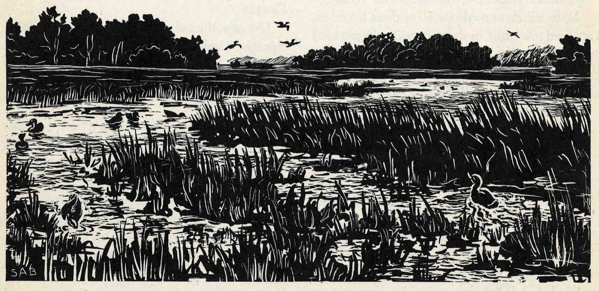 A woodcut-style print of a freshwater marsh with open water, thick reeds and clumps of trees on the far bank. Ducks swim and feed in the shallows and a few fly in the distance. The artist initials SAB are at lower left.
