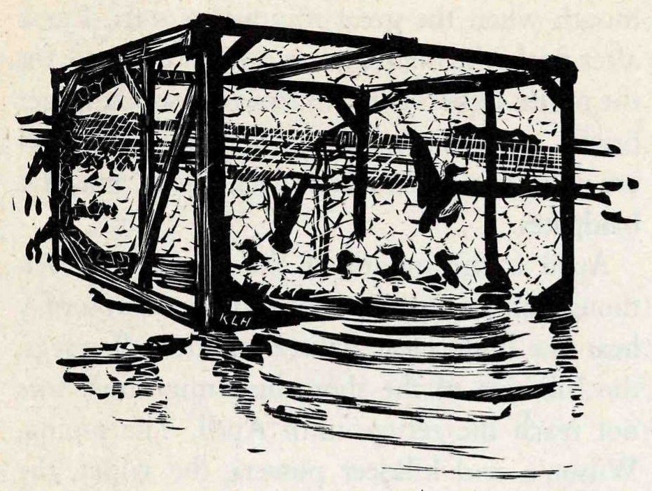 A woodcut-style print of a box-shaped wooden frame covered in wire netting standing in shallow water, with several dark ducks and geese inside and one flapping near the top.
