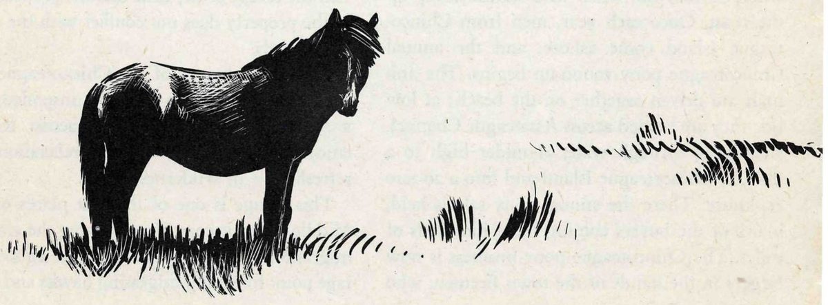 A woodcut-style print of a dark pony with a shaggy mane standing in beach grass, seen from the side with its head turned toward the viewer, and low dunes behind it.