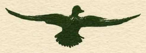 A dark green silhouette of a duck seen from behind in flight, with its wings stretched wide to either side and its tail fanned.